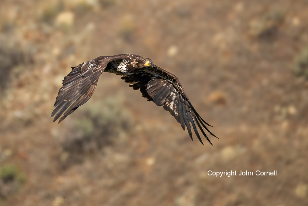 Bald Eagle;Eagle;Flying Bird;Haliaeetus leucocephalus;Photography;action;active;aloft;behavior;birds;color image;flight;fly;flying;in flight;juvenile;motion;movement;one animal;soar;soaring;wing;winged;wings;young